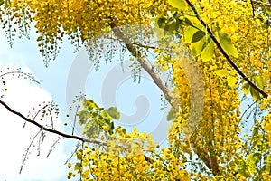 Golden shower (Cassia fistula) on tree