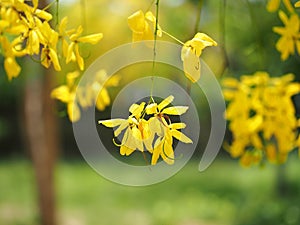 Golden shower (Cassia fistula), yellow flower national flower of Thailand