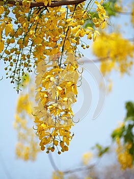 Golden shower (Cassia fistula), yellow flower national flower of Thailand photo