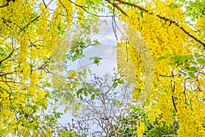 Golden Shower flower in Chiang mai Thailand