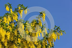 Golden Shower flower on tree - laburnum anagyroides - against blue sky photo