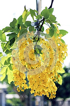 Golden shower flowers