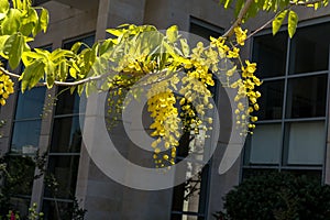 Golden shower flowers , Cassia fistulosa tree on building background photo