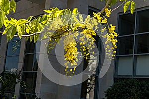 Golden shower flowers , Cassia fistulosa tree on building background photo