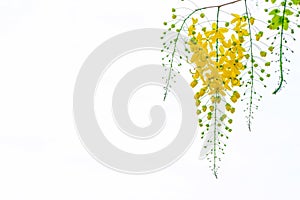 Golden shower flowers , Cassia fistulosa tree flowers , summer f photo