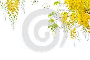 Golden shower flowers , Cassia fistulosa tree flowers , summer f photo