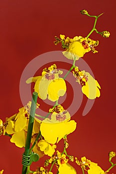 golden shower Oncidium orchid macro, exotic decorative houseplant, popular smart classy gift, pro gardening detail