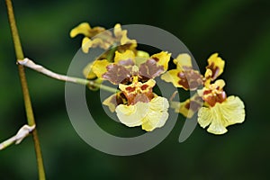 Golden shower orchid oncidium