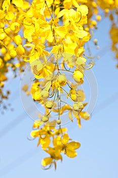 Golden Shower Tree