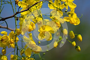 Golden Shower Tree or Amaltas or Indian Laburnum Cassia fistula Flowers