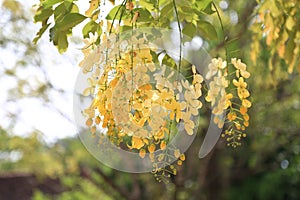 Golden Shower tree in bloom