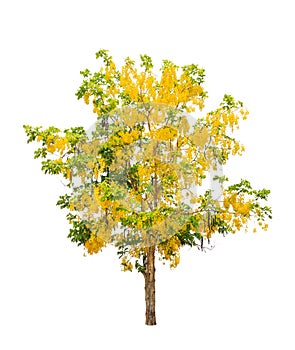 Golden shower tree (Cassia fistula)