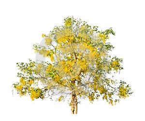 Golden shower tree (Cassia fistula) photo