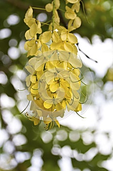 Golden shower tree flowers