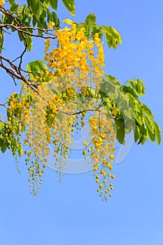 Golden shower tree flowers