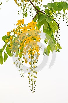 Golden shower tree flowers