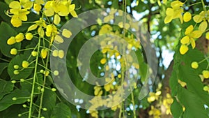 Golden Shower Tree Flowers Panning High Definition