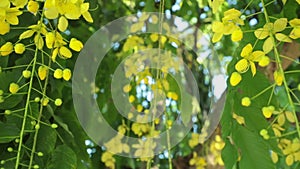 Golden shower tree flowers panning high definition