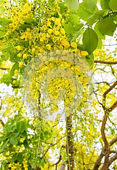 Golden Shower Tree,Indian laburnum,koon yellow flower, blooming