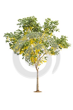 Golden shower tree isolate on white,Clipping path