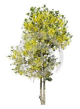 Golden shower tree isolated on white background, clipping path
