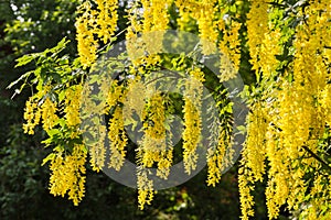 Golden Shower tree - laburnum anagyroides - yellow bouquet of blooming flowers photo