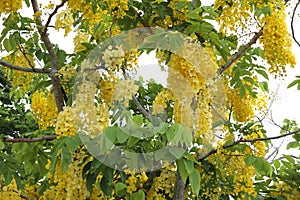 Golden shower tree in thailand