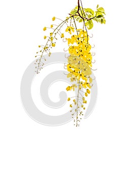 Golden showerCassia fistula