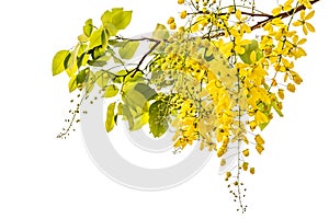 Golden showerCassia fistula photo