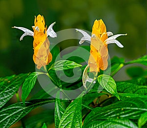 Golden shrimp plant (Pachystachys lutea).