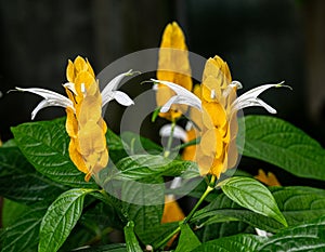 Golden shrimp plant (Pachystachys lutea).