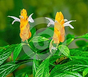 Golden shrimp plant (Pachystachys lutea).