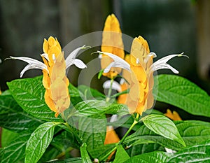 Golden shrimp plant (Pachystachys lutea).