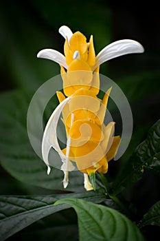Golden Shrimp Plant - Pachystachys Lutea