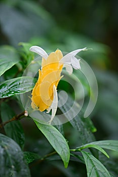 Golden shrimp plant, Pachystachys lutea, white flowers with yellow bracts