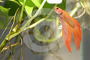 Golden siamese fighting fish