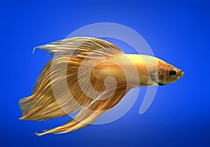 Golden Siamese fighting fish on blue background