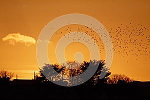 Golden Silhouette of a Flock of Birds Flying over a Town at Sunset