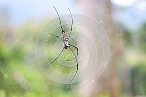 Golden silk orb-weaver