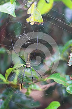 Golden silk orb-weaver