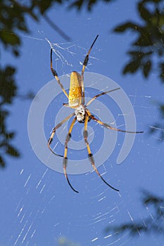 Golden silk orb weaver, or banana spider (Nephila clavipes) in the web