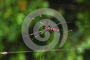 Golden Silk Orb-weaver (Nephila clavipes)