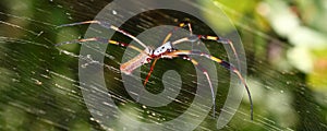 Golden Silk Orb-weaver (Nephila clavipes)