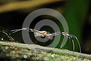 Golden Silk Orb-weaver