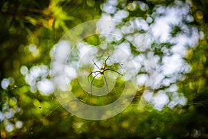 Golden Silk Orb Weaver Nephila or Giant wood spiders, or Banana spiders. Big colorful spider on its web in forest