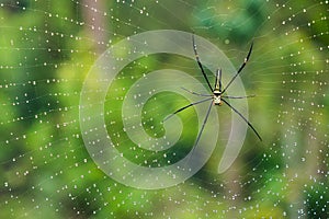 Golden silk orb weaver perching on its web full of dew drops photo