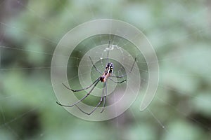 Golden silk orb-weaver spider