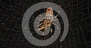 Golden silk orb-weaver spider biting an insect with its fangs to paralyze bug in its web