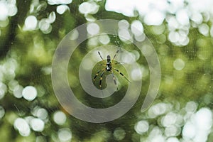 Golden silk orb weaving spider waiting on its web with blurred green background