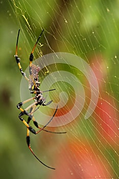 A Golden Silk Orb Weaver Spider Nephila clavipes also called Banana Silk Spider in its net in Florida Everglades park.